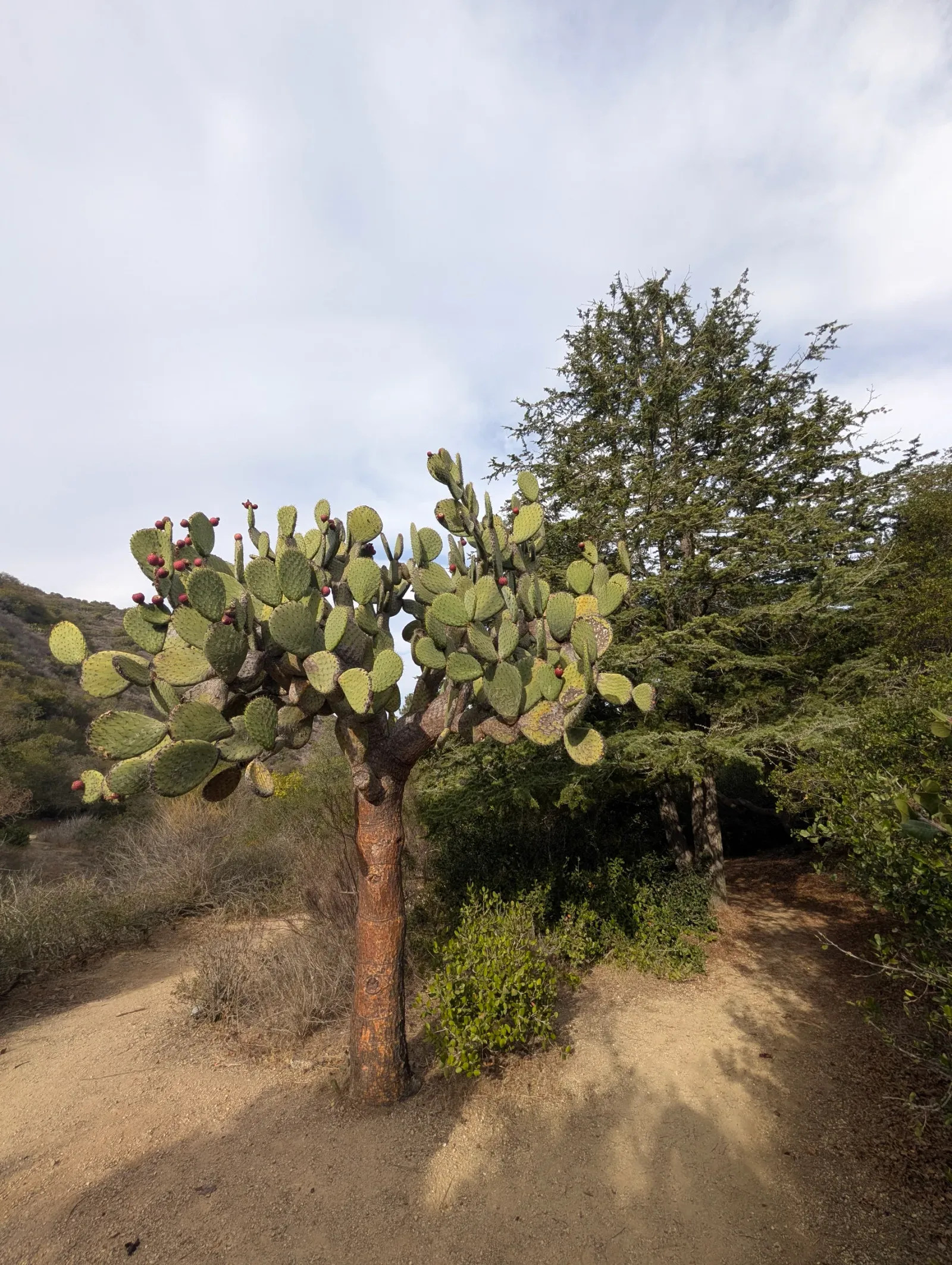 Santa Catalina Island